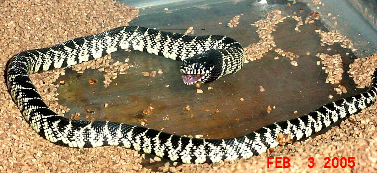 Arizona Desert Kingsnake