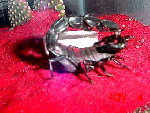 my bicolor