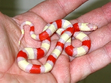 Albino Pueblan Milksnake