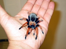 Mexican Fireleg Brachypelma boehmei
