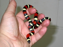 Pueblan Milksnake