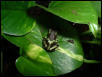auratus