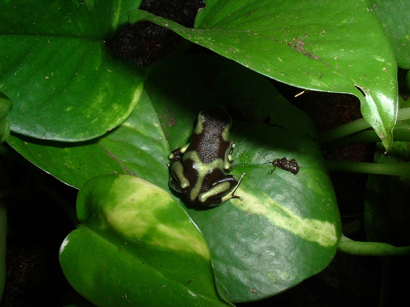 auratus