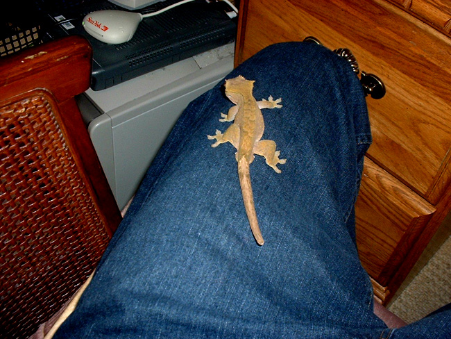 crested