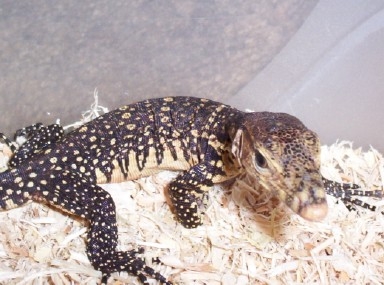 Petre posing for a pic