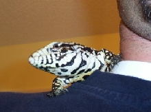 Oscar posing for a pic
