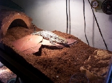 Oscar basking
