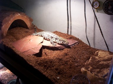 Oscar basking