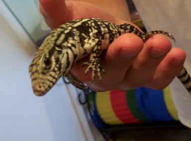 Oscar basking