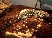 Oscar posing for the camera
