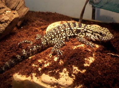 Oscar posing for the camera