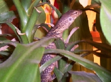 Petre posing for a pic
