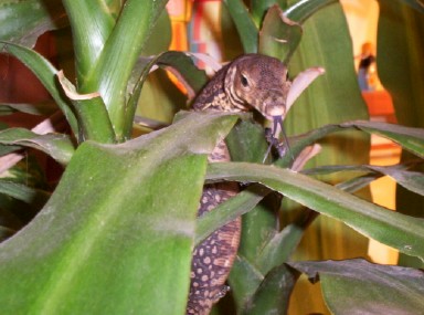 Petre posing for a pic