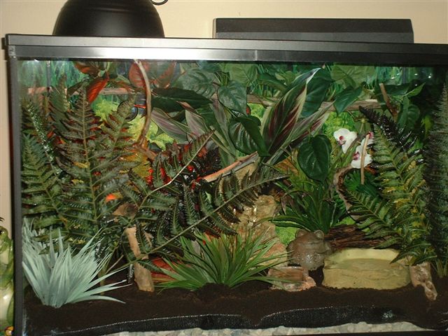 The terrarium
