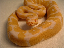 albino