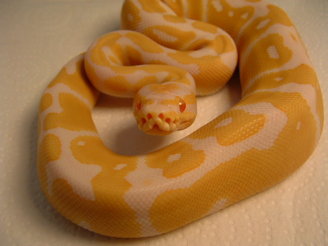 albino