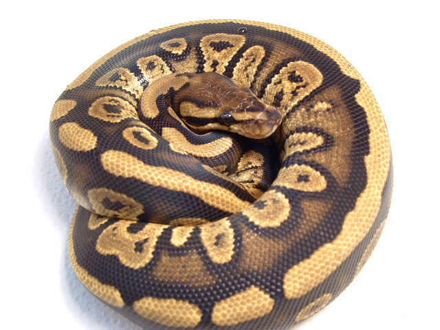 Ball