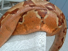 Scarlet Hypo1