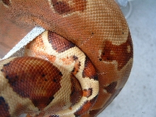 Scarlet Hypo3