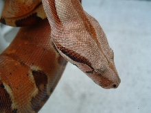 Scarlet Hypo5