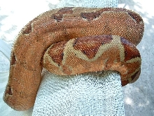 hypo