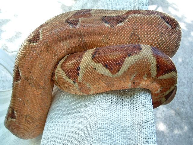 hypo