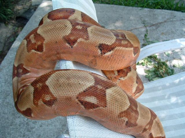 hypo