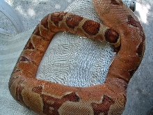 hypo