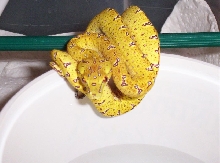 Ultra Lemon