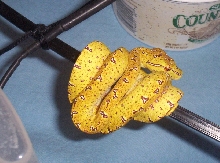 Ultra Lemon