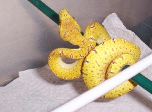 Ultra Lemon