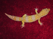 leopard