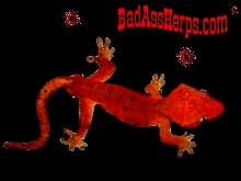 BadAssHerps Vey