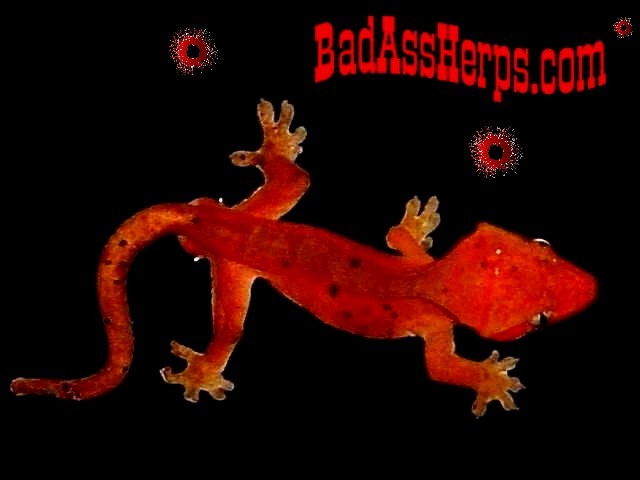 BadAssHerps Vey