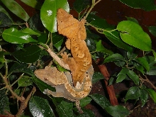 Breeding pair