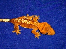 near Creamsicle
