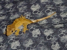 yellow juvie 2