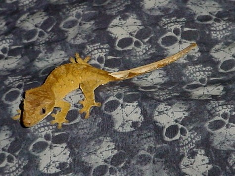 yellow juvie 2