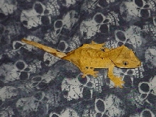 yellow juvie