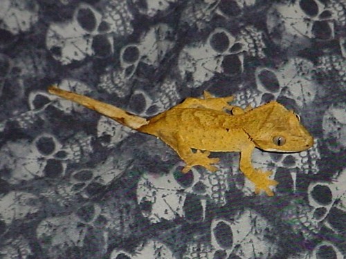 yellow juvie