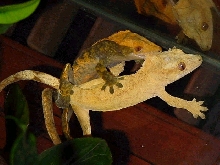 Mating