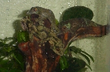 Mossy trio