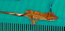 Mustard flame hatchling