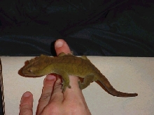 Olive tiger 2