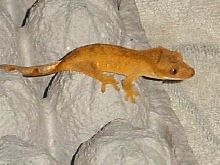 orange 1