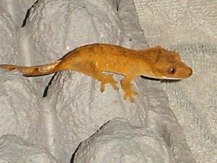 orange 1