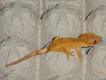 Orange juvie