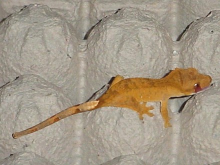 Orange juvie
