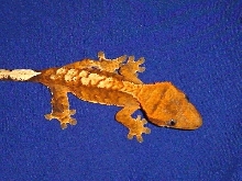 Orange flame juvie