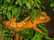 Orange flame in fern